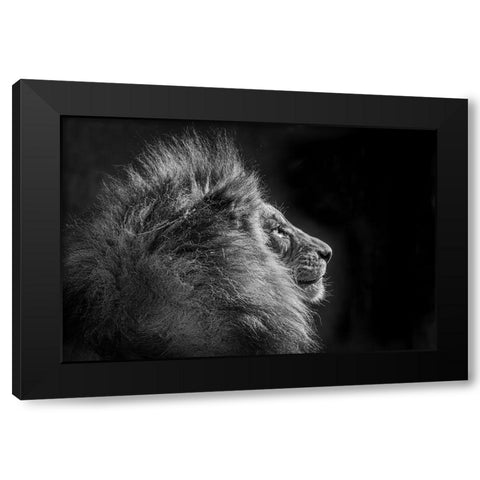 Simba In Monochrome Black Modern Wood Framed Art Print by C. Sink, Jeffrey
