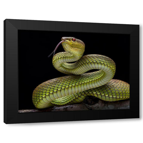 Golden Venomous Viper Snake Black Modern Wood Framed Art Print by Maududdin, Fauzan