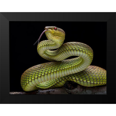 Golden Venomous Viper Snake Black Modern Wood Framed Art Print by Maududdin, Fauzan