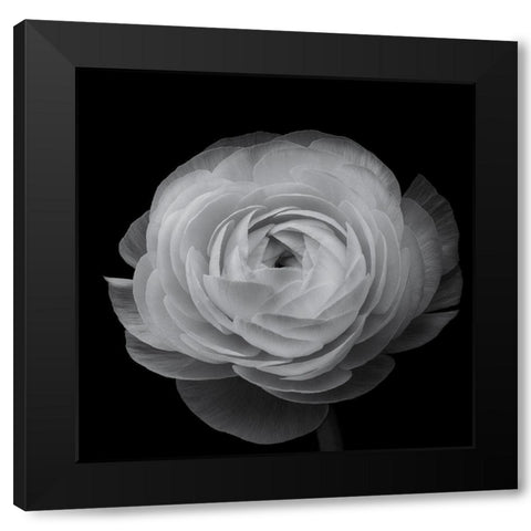 Ranunculus Black Modern Wood Framed Art Print with Double Matting by Gronkjar, Lotte