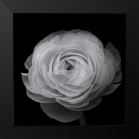 Ranunculus Black Modern Wood Framed Art Print by Gronkjar, Lotte