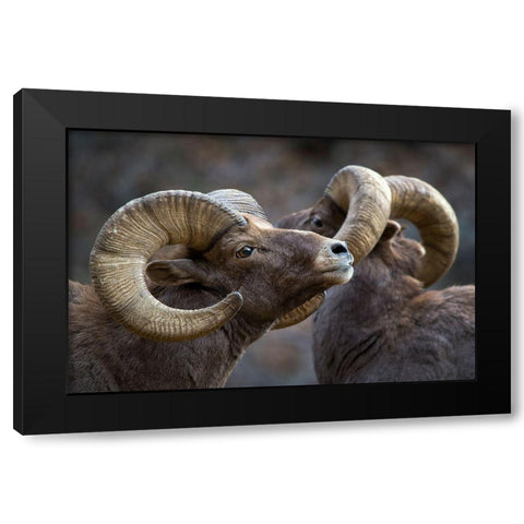 Bighorn Sheep-Ovis Canadensis Black Modern Wood Framed Art Print with Double Matting by Verdon