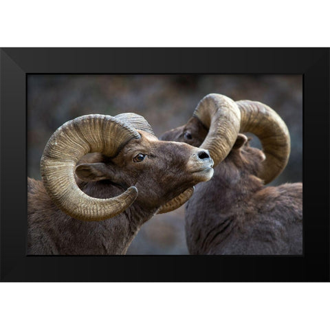 Bighorn Sheep-Ovis Canadensis Black Modern Wood Framed Art Print by Verdon