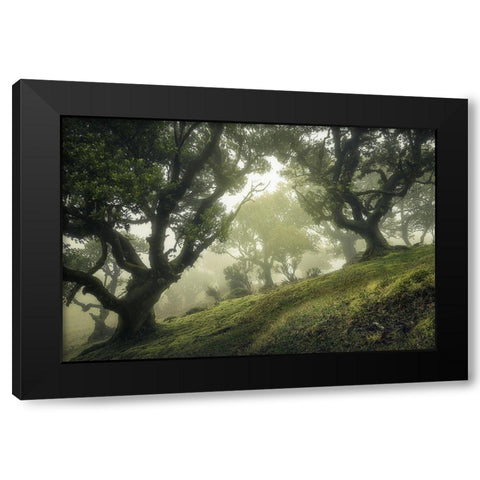 Enchanted Forest Black Modern Wood Framed Art Print with Double Matting by Van Der, Frans