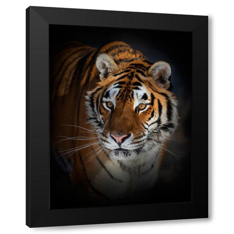 Portrait Of A Siberian Tiger Black Modern Wood Framed Art Print by Cumming, Jim