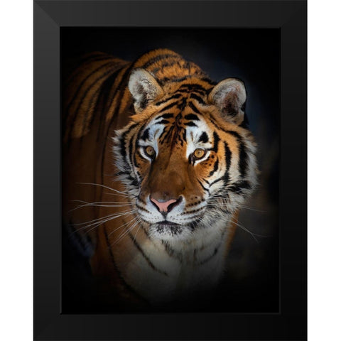 Portrait Of A Siberian Tiger Black Modern Wood Framed Art Print by Cumming, Jim