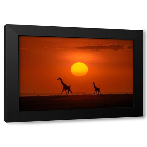 Giraffes In The Sunset Black Modern Wood Framed Art Print with Double Matting by Zhu, Hua