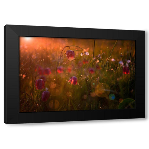 Potpourri Black Modern Wood Framed Art Print by Mijer, Wil