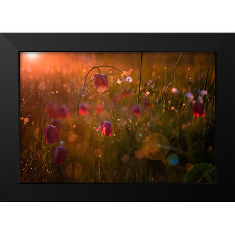 Potpourri Black Modern Wood Framed Art Print by Mijer, Wil
