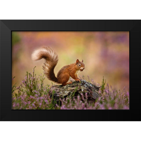 On Watch Black Modern Wood Framed Art Print by O Mahony, Kieran