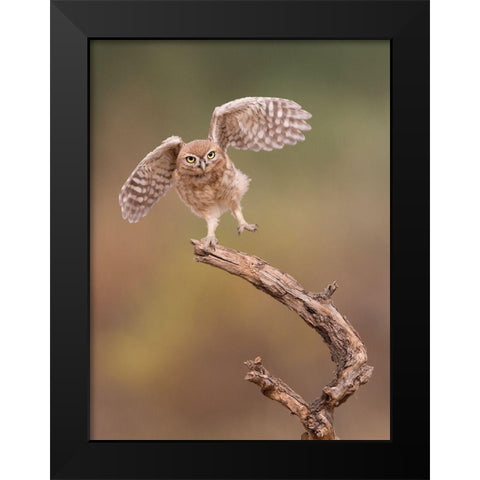 Im Just A Gigalo... Black Modern Wood Framed Art Print by Eichelberg, Amnon