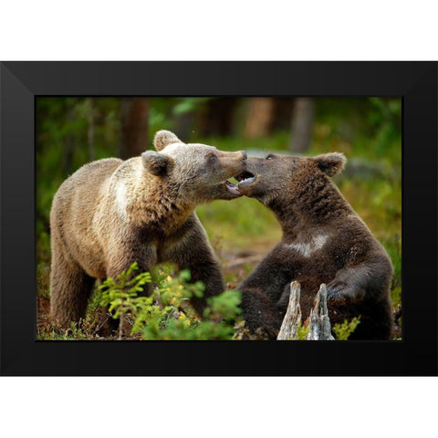 Mouth-To-Mouth Black Modern Wood Framed Art Print by Merino, Nicolas