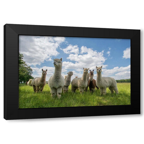 Send In The Alpacas! Black Modern Wood Framed Art Print with Double Matting by Van Den, Gert