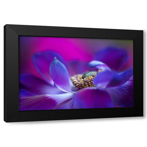 Windflower Black Modern Wood Framed Art Print with Double Matting by Parker, Jacky