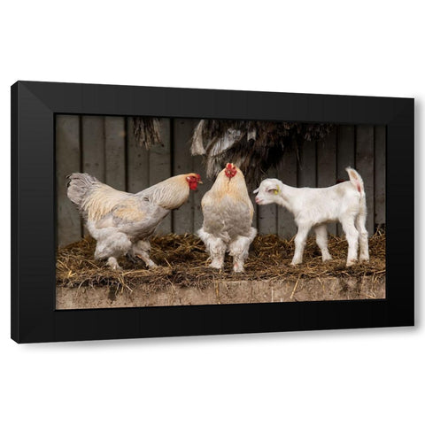 Four Animals, 3 Different Breeds. Black Modern Wood Framed Art Print by van den, Gert