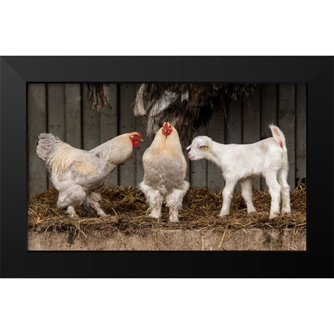 Four Animals, 3 Different Breeds. Black Modern Wood Framed Art Print by van den, Gert