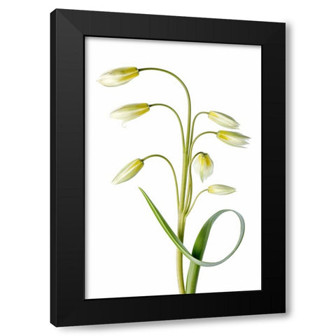 Tulipa Tarda Black Modern Wood Framed Art Print by Disher, Mandy