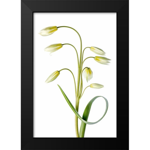 Tulipa Tarda Black Modern Wood Framed Art Print by Disher, Mandy