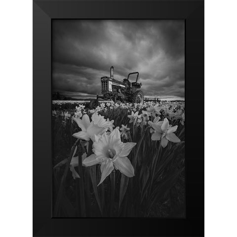 Tractor In Daffodils Black Modern Wood Framed Art Print by Jacobs, Lydia