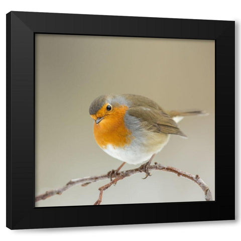 Inquisitive Black Modern Wood Framed Art Print with Double Matting by Keizer, Annie