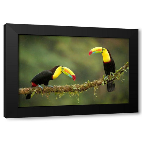 Singing In The Rain Black Modern Wood Framed Art Print by Doyle, Renee