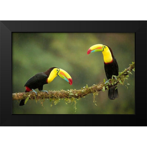 Singing In The Rain Black Modern Wood Framed Art Print by Doyle, Renee