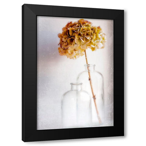 Hydrangea Black Modern Wood Framed Art Print by Montfort, Blaise