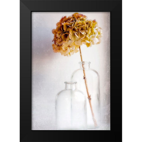 Hydrangea Black Modern Wood Framed Art Print by Montfort, Blaise