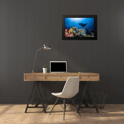 Manta Reef On The Reef Black Modern Wood Framed Art Print by Gabriel, Barathieu