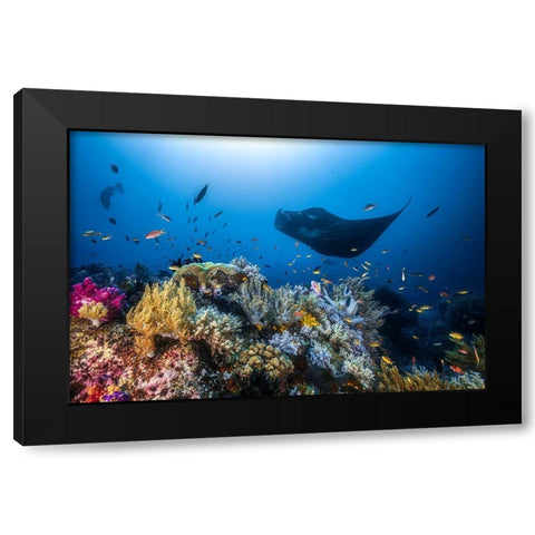 Manta Reef On The Reef Black Modern Wood Framed Art Print by Gabriel, Barathieu