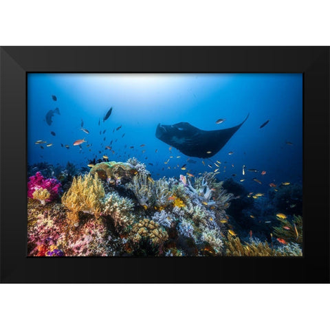 Manta Reef On The Reef Black Modern Wood Framed Art Print by Gabriel, Barathieu