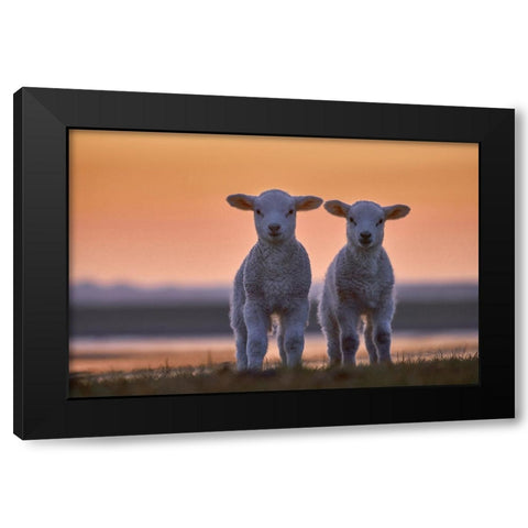 Lamb Twins Black Modern Wood Framed Art Print with Double Matting by Balzer, Bodo