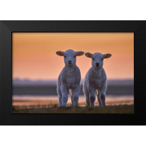 Lamb Twins Black Modern Wood Framed Art Print by Balzer, Bodo
