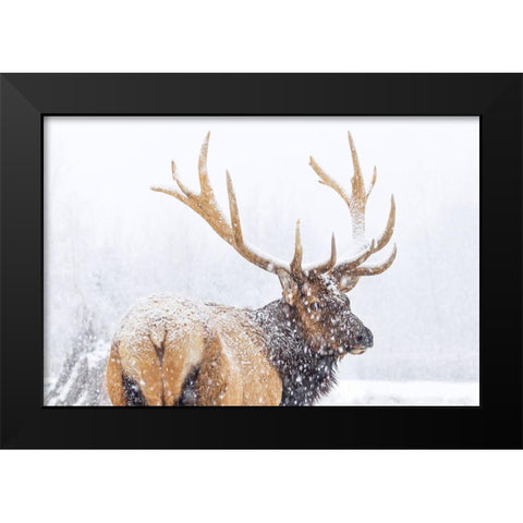 Winter Black Modern Wood Framed Art Print by Liu, Richard