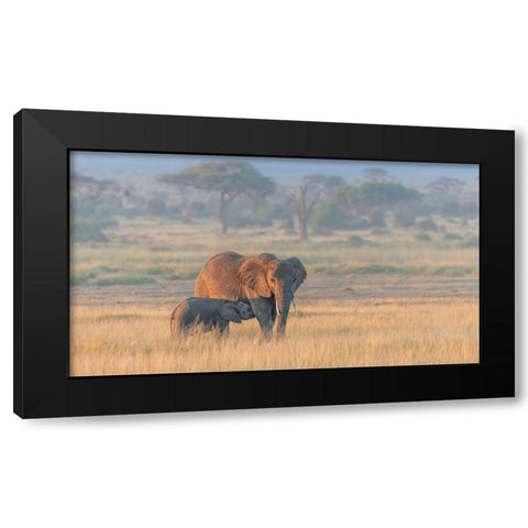 Milking Under Sunrise Black Modern Wood Framed Art Print by Wang, Yun
