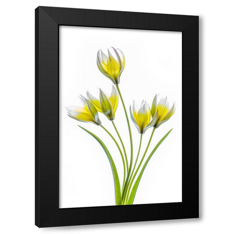 Tulipa Black Modern Wood Framed Art Print by Disher, Mandy