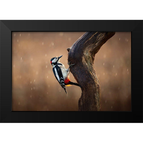 Woodpecker In The Rain Black Modern Wood Framed Art Print by O Mahony, Kieran