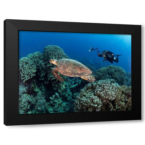 Turtle And A Photographer Black Modern Wood Framed Art Print with Double Matting by Ben Tov, Ilan