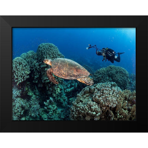 Turtle And A Photographer Black Modern Wood Framed Art Print by Ben Tov, Ilan