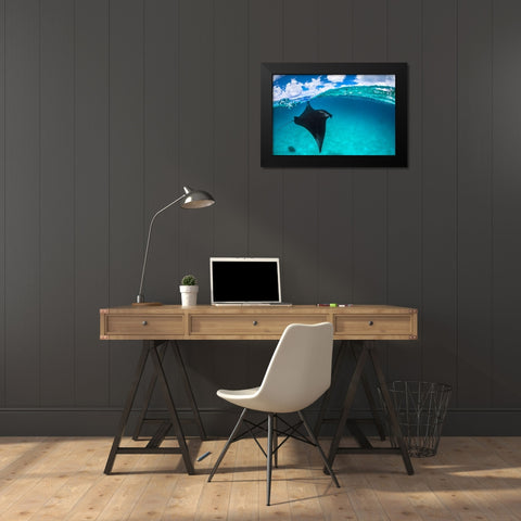 A Reef Manta Ray In Mayotte Black Modern Wood Framed Art Print by Gabriel, Barathieu