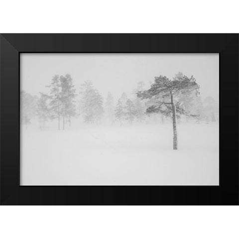 Tree In Snowstorm Black Modern Wood Framed Art Print by Normark, Helena