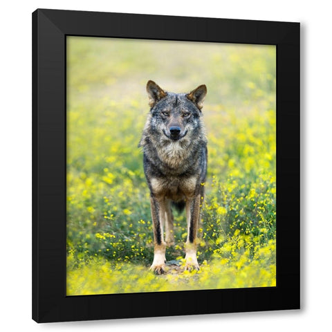 Iberian Wolf Black Modern Wood Framed Art Print by Fegari