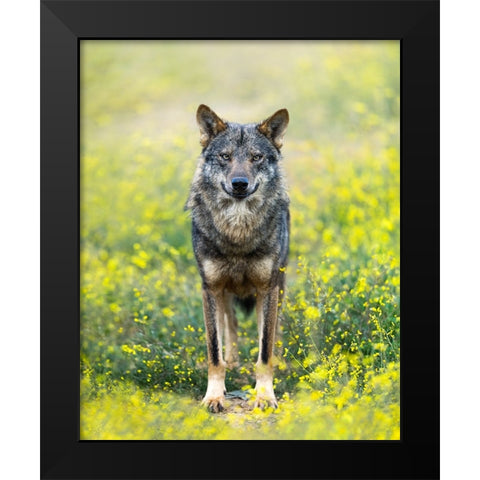 Iberian Wolf Black Modern Wood Framed Art Print by Fegari