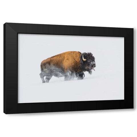 Bison In The Snow Black Modern Wood Framed Art Print by Hunt, Debbie