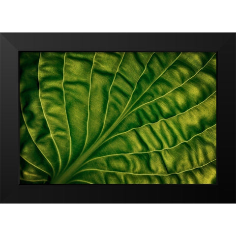 Leaf Of A Hosta Black Modern Wood Framed Art Print by Gronkjar, Lotte
