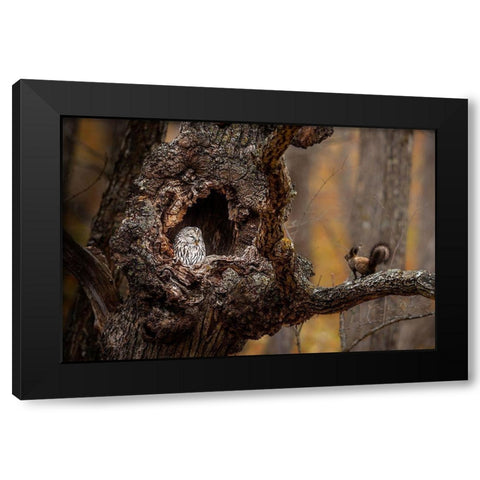 An Owl A A Squirrel Black Modern Wood Framed Art Print by Tsui, Hung