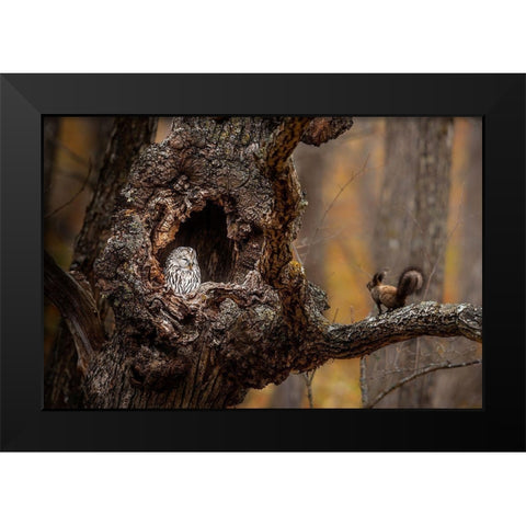 An Owl A A Squirrel Black Modern Wood Framed Art Print by Tsui, Hung