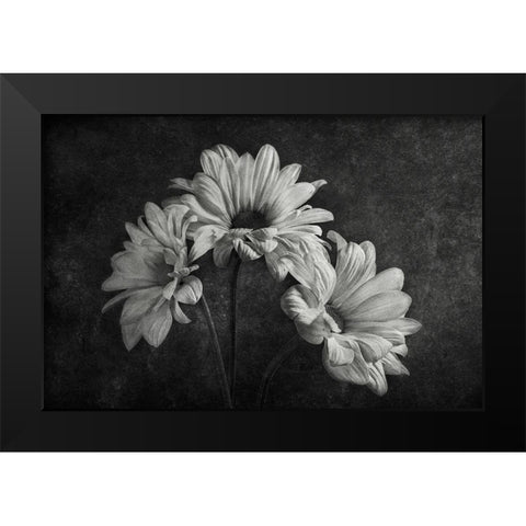 Untitled Black Modern Wood Framed Art Print by Clough, Stephen