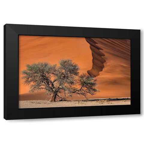 Acacia In The Desert Black Modern Wood Framed Art Print with Double Matting by Ruoppolo, Luigi