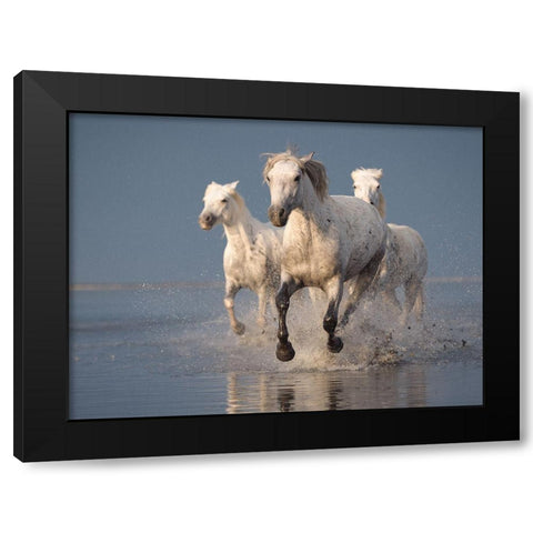 Camargue Horses On Sunset Black Modern Wood Framed Art Print by Anton, Rostovskiy